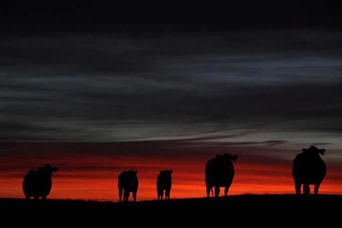 Cows and calves in a March sunrise