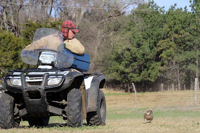 The world's most aggressive prairie chicken chases down Jerry in Apil
