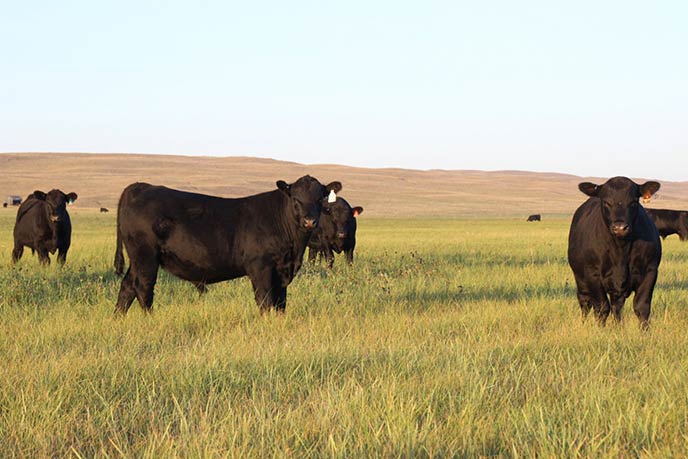 Spring bull calves turned out to graze in September