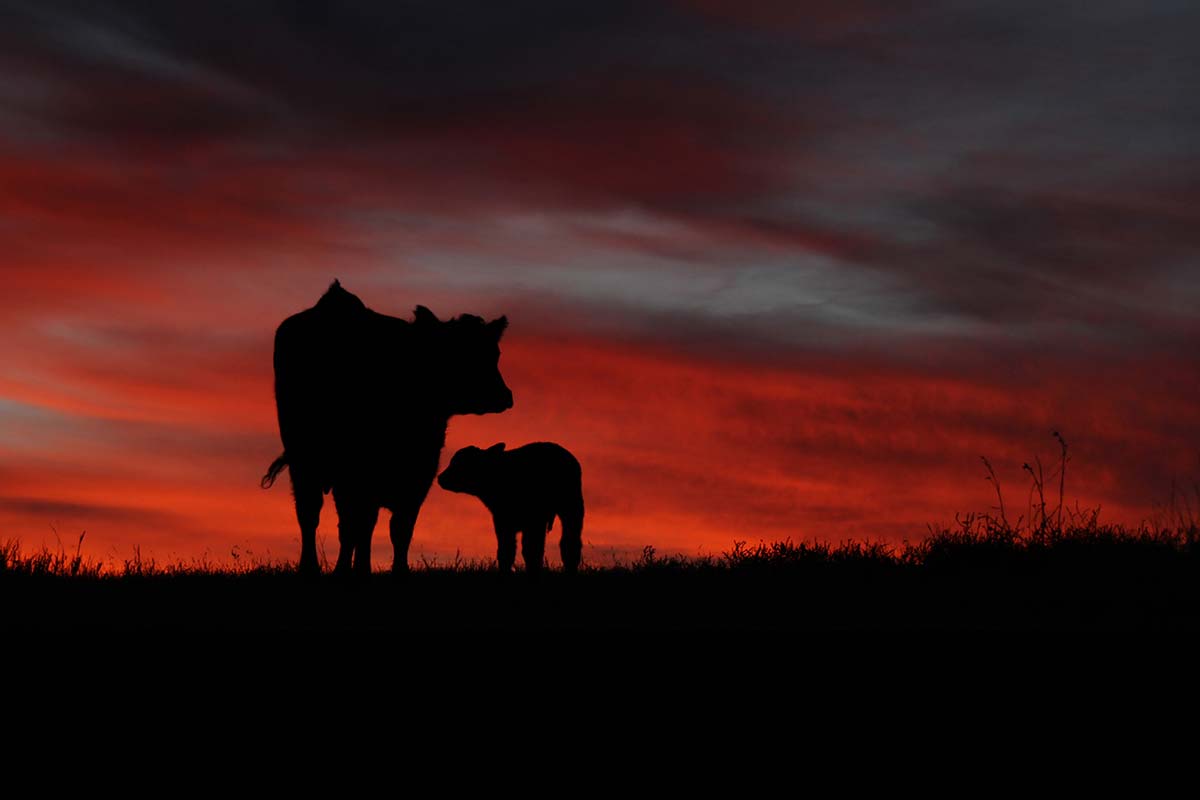 Mom and her baby in a January sunrise