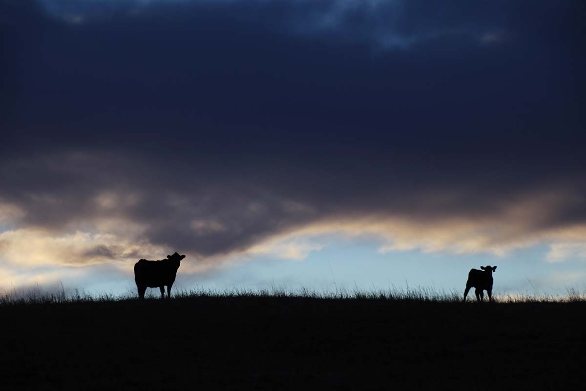 A silhouette on a stormy March evening