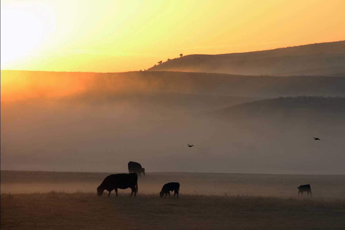 An April morning on the meadow