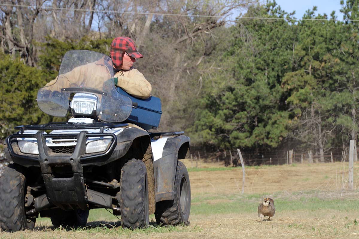The world's most aggressive prairie chicken chases down Jerry in Apil