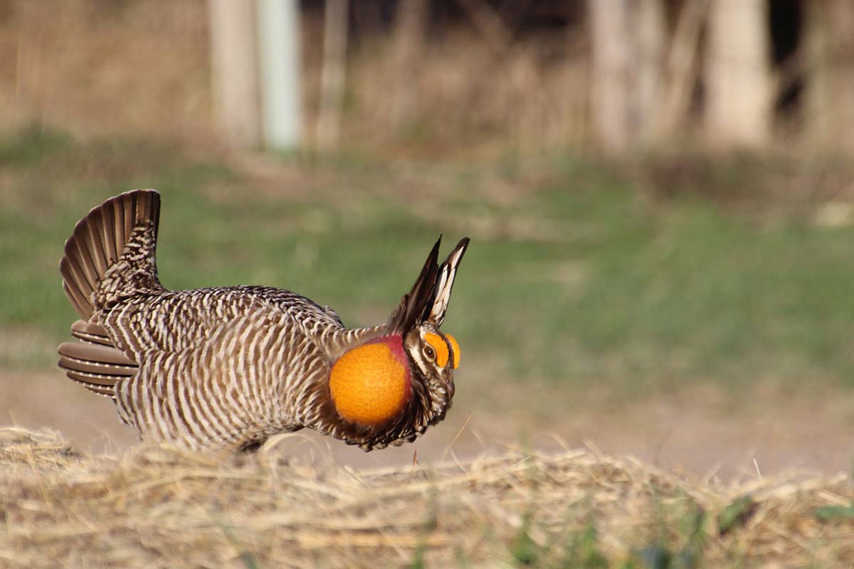 The wild Prairie Chicken has appeared every Spring for three years now, and we finally dubbed him Herman