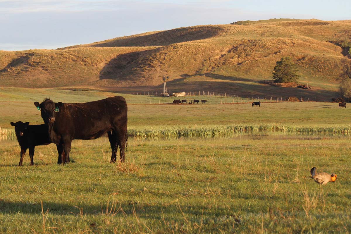 Herman tried to impress everyone - except female Prairie Chickens