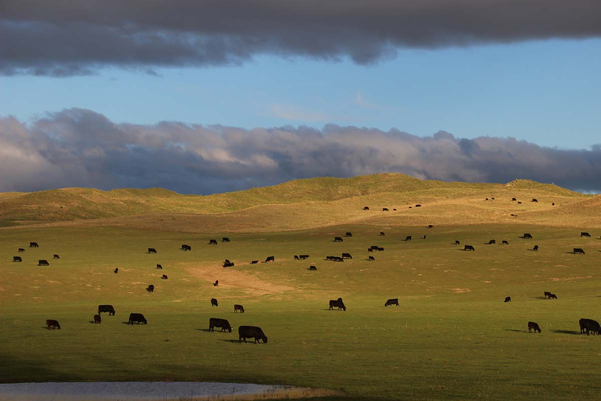 View of an AI pasture in mid- May