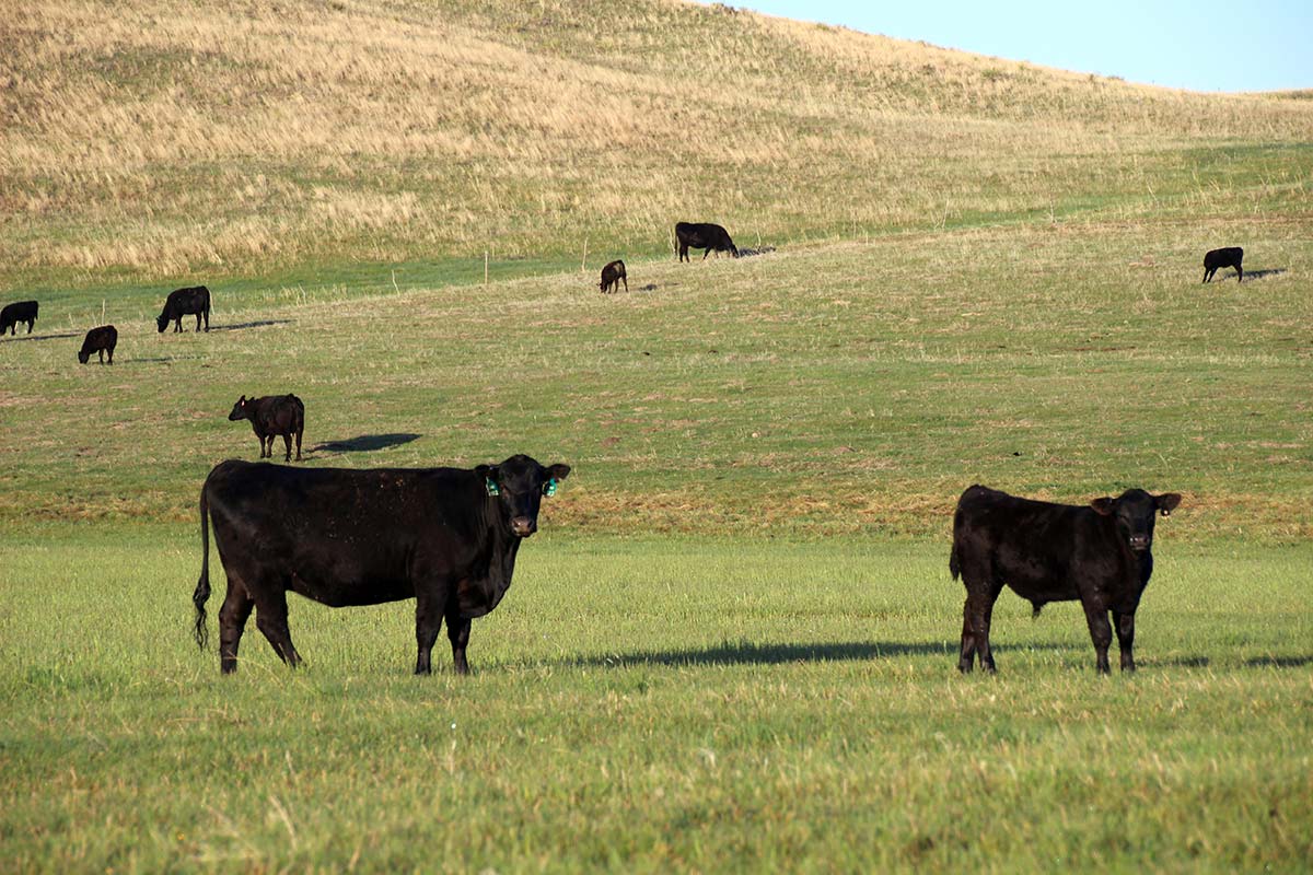 On the meadow in May