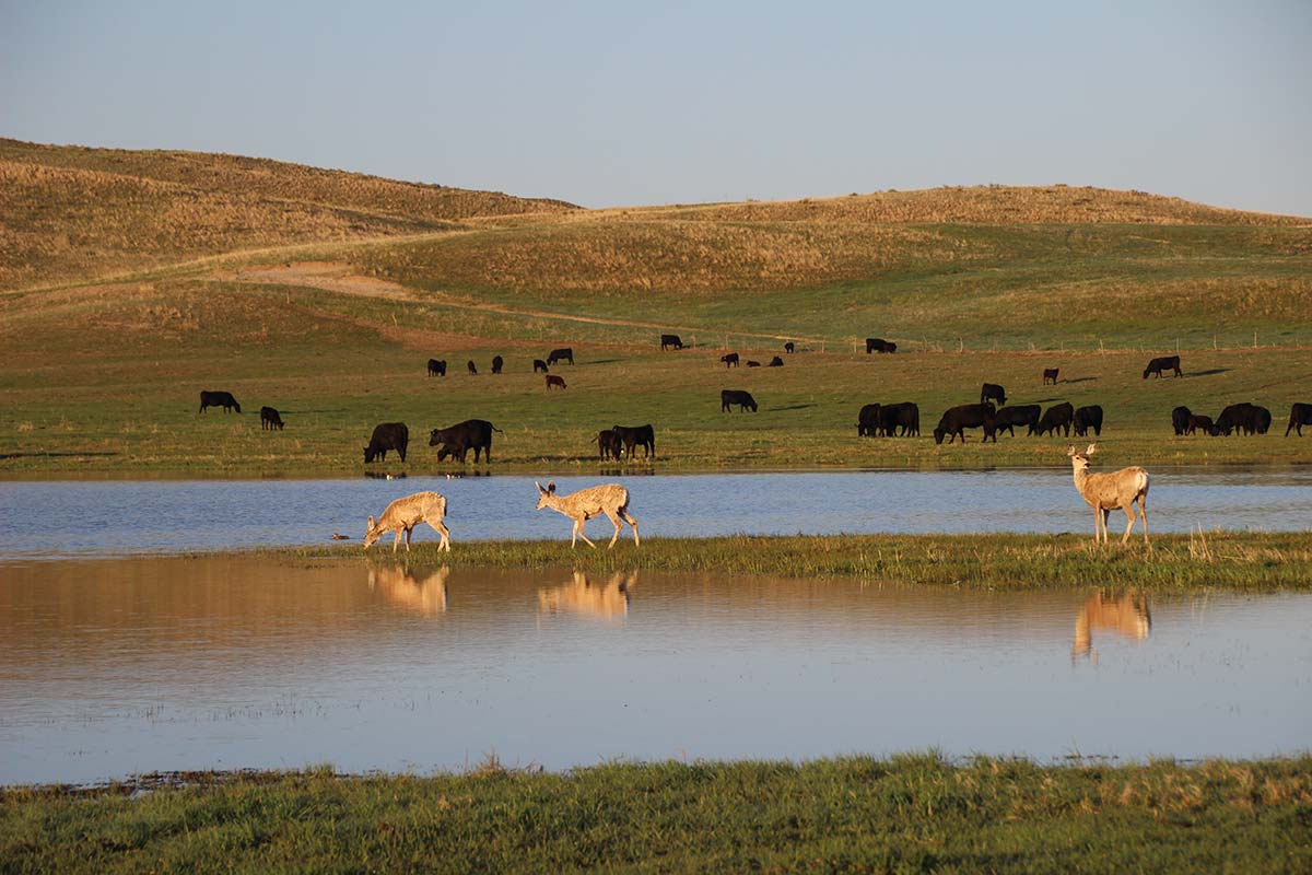 Sharing water and grass on an early morning in May