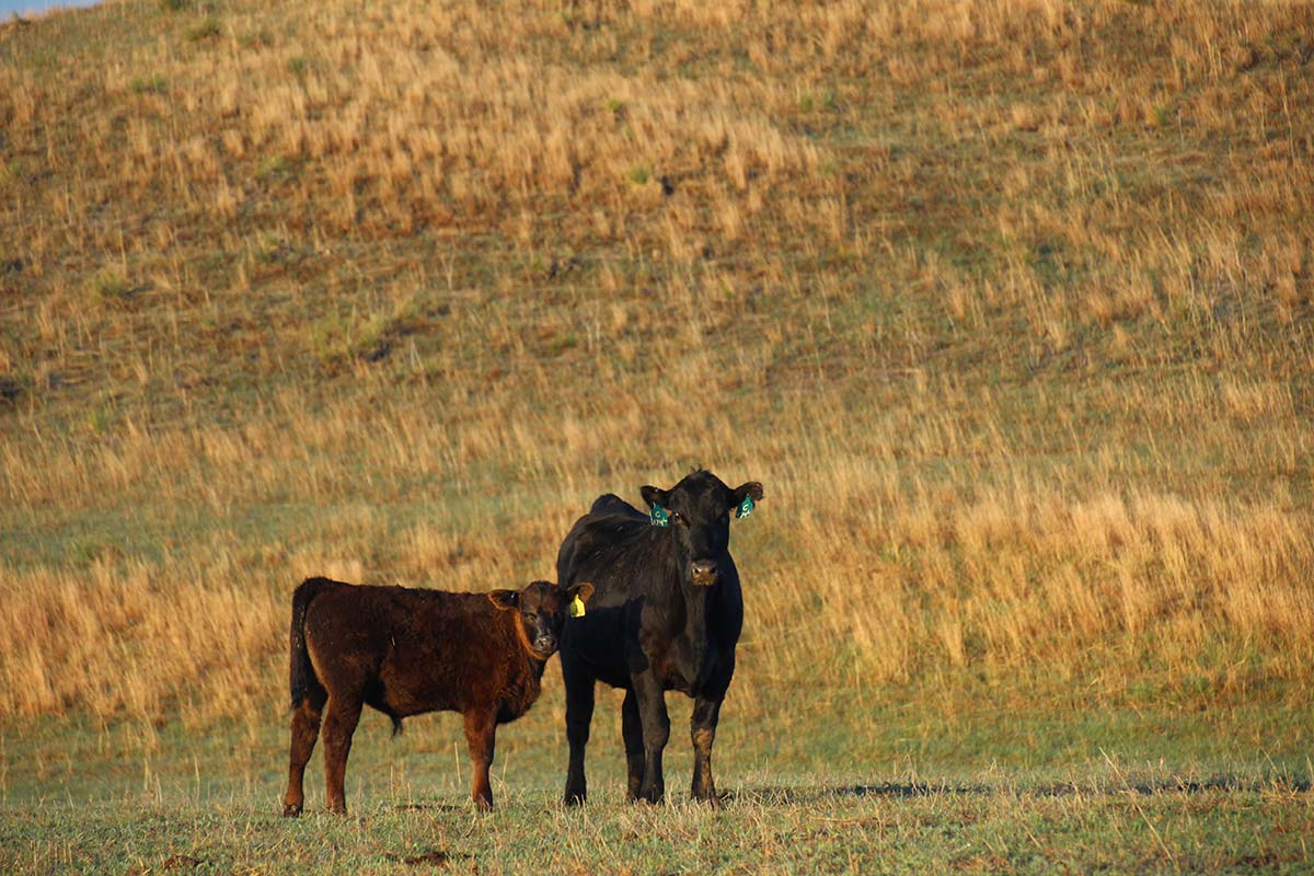 A pair against a hill in May