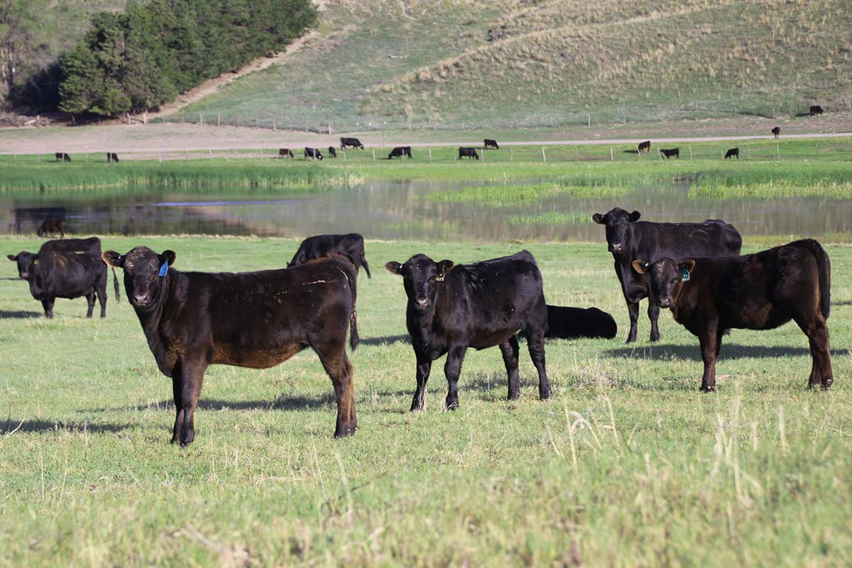 Late May in the AI pasture
