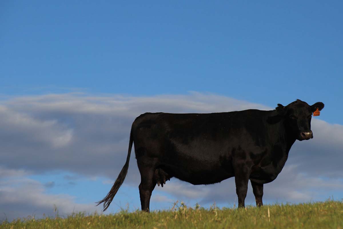In the pasture in June