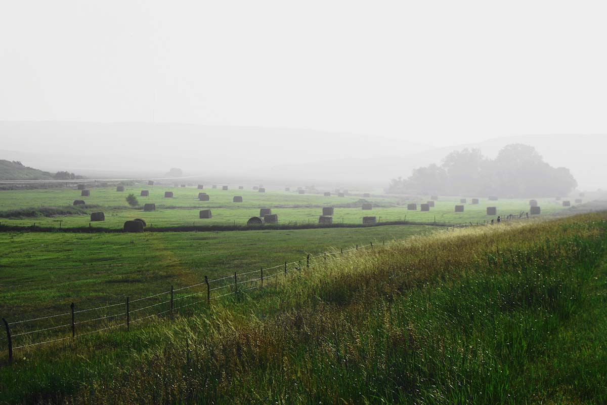 A misty meadow in July