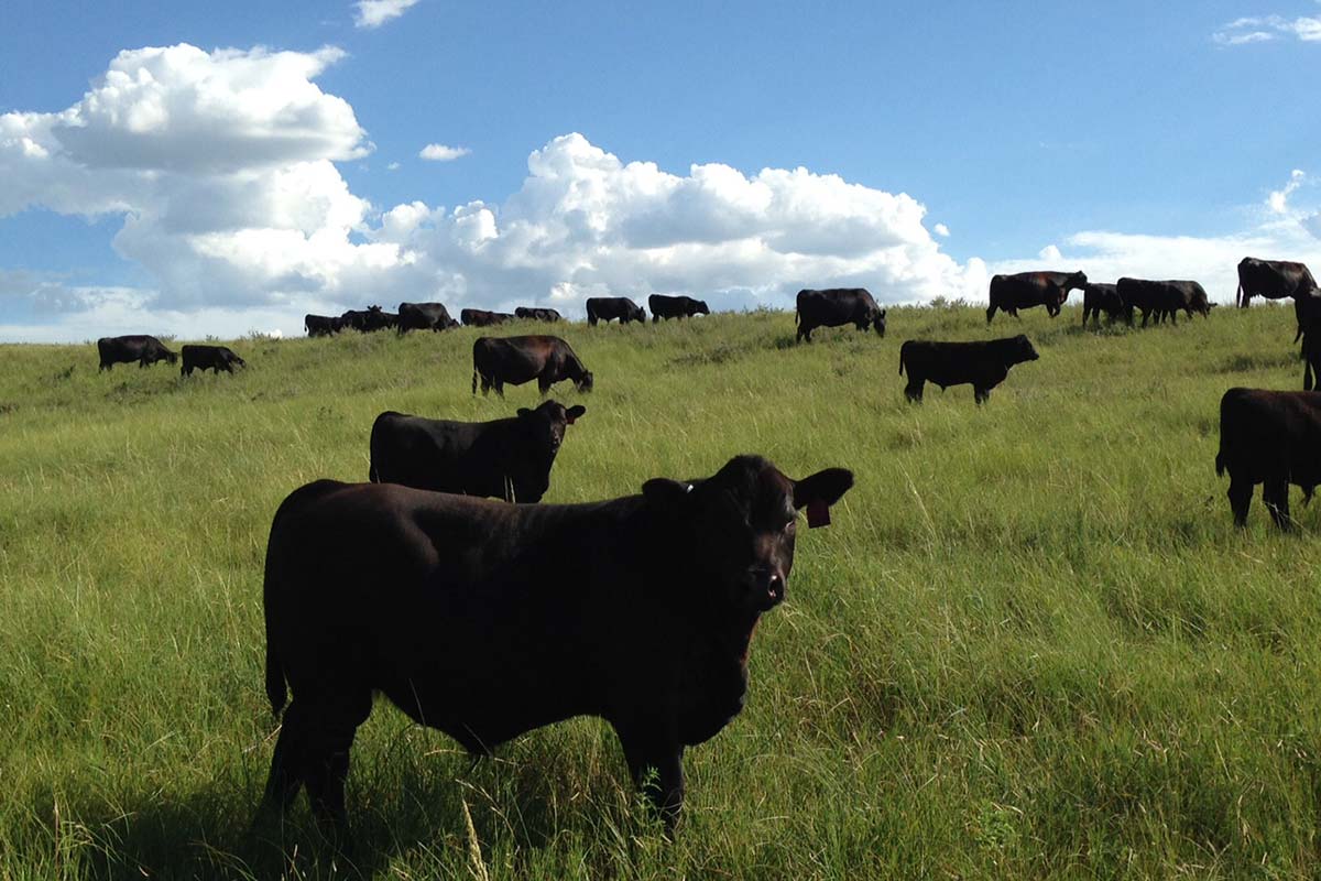 Green grass in late July