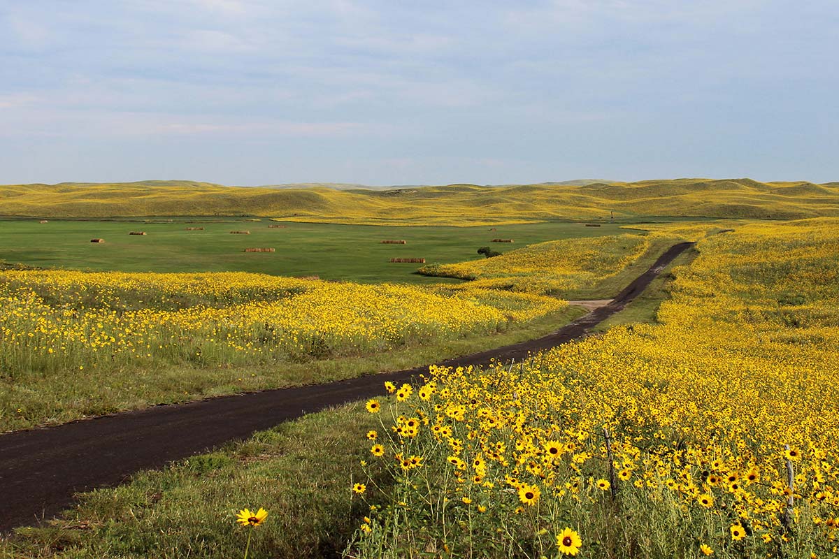 A blanket of sunflowers in August