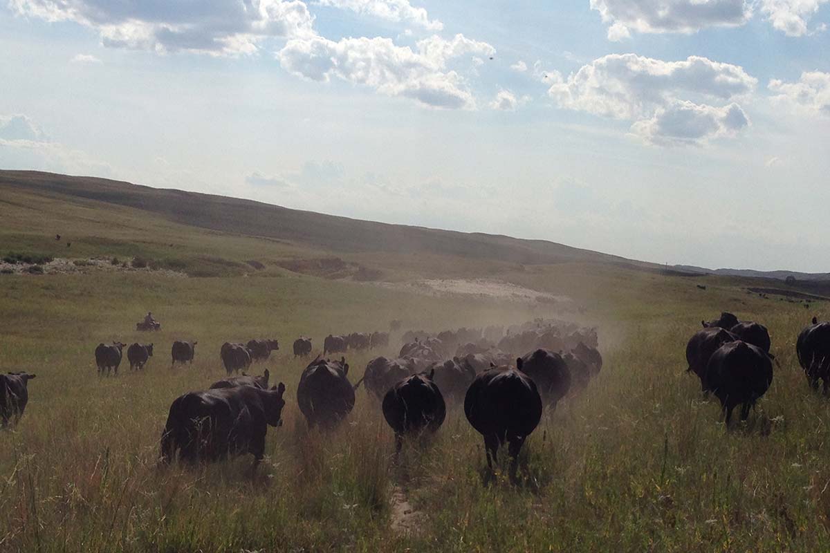 Trailing cattle in August