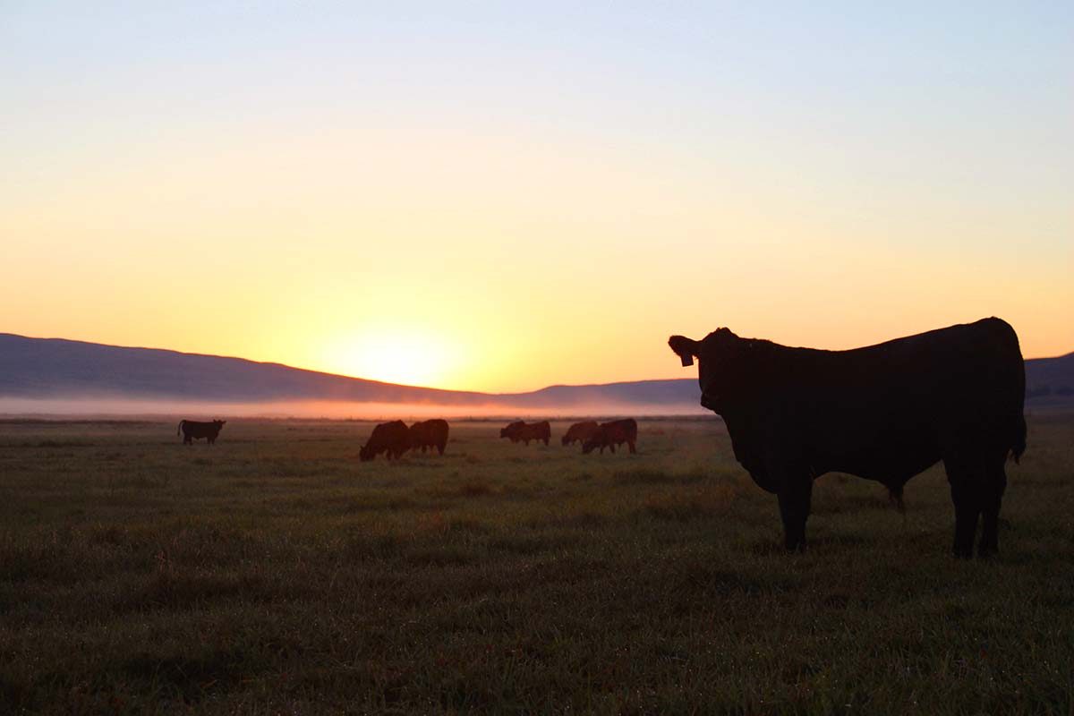 Spring Bull calves on a September morning