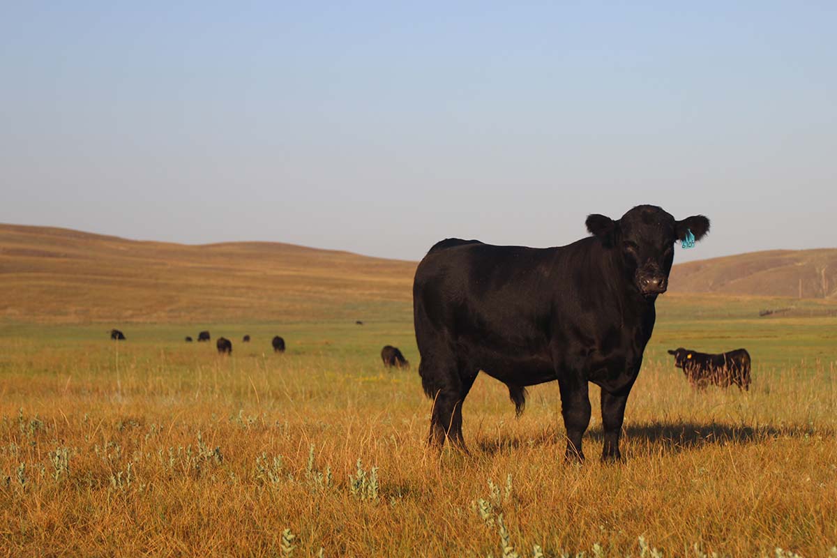 September grazing for the bull calves