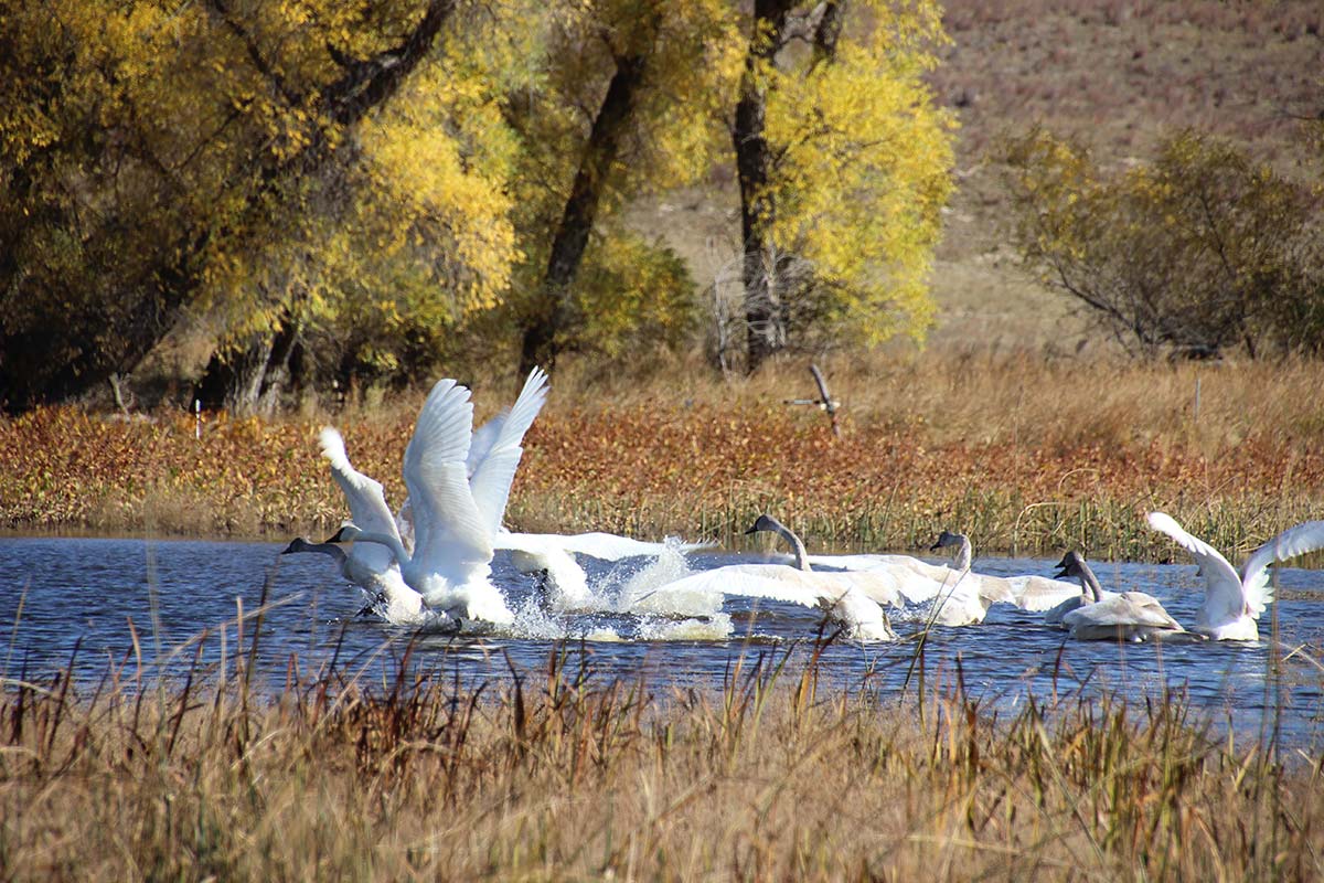 Swans take flight in October