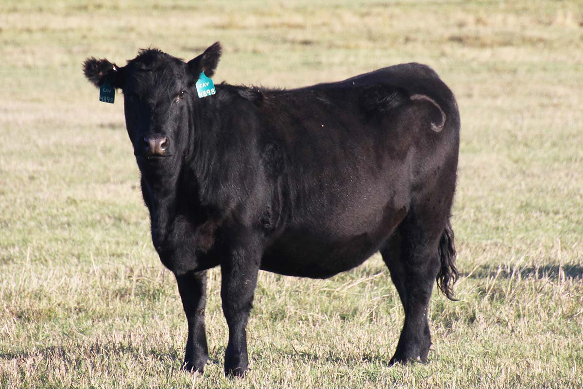 First calf heifer in October