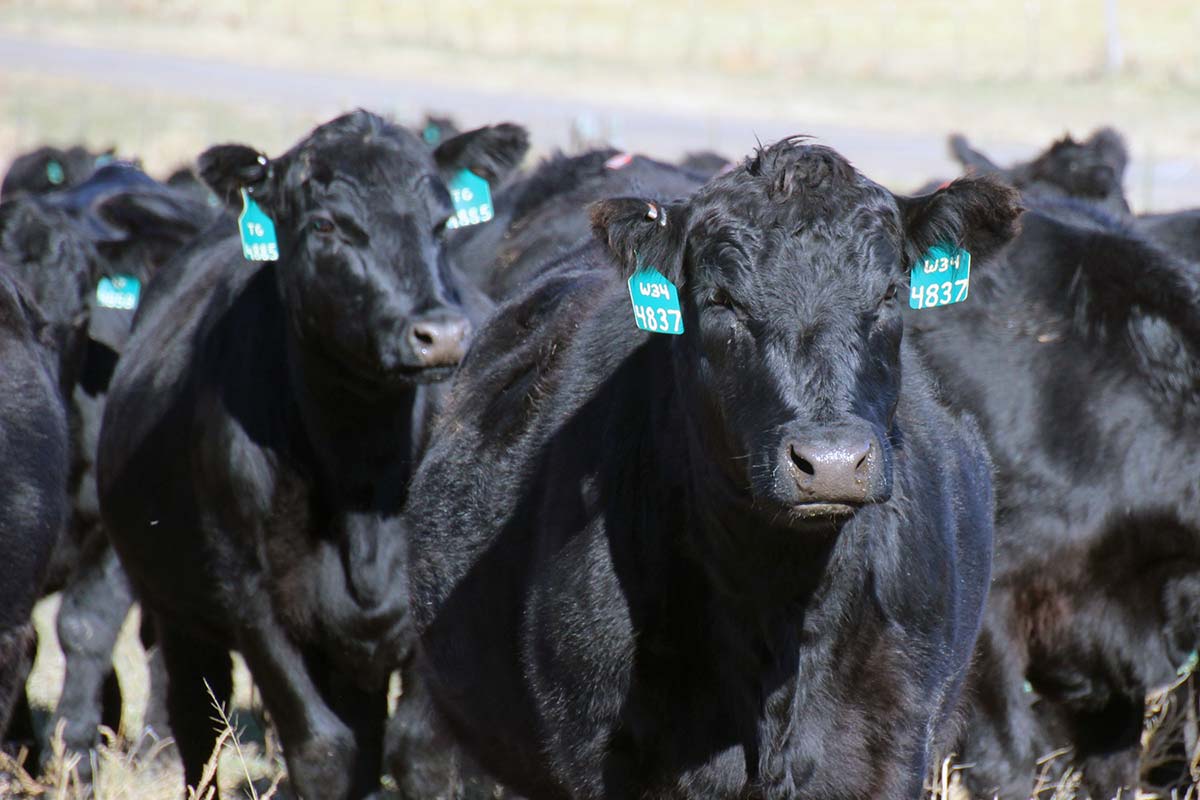 First calf heifers in November
