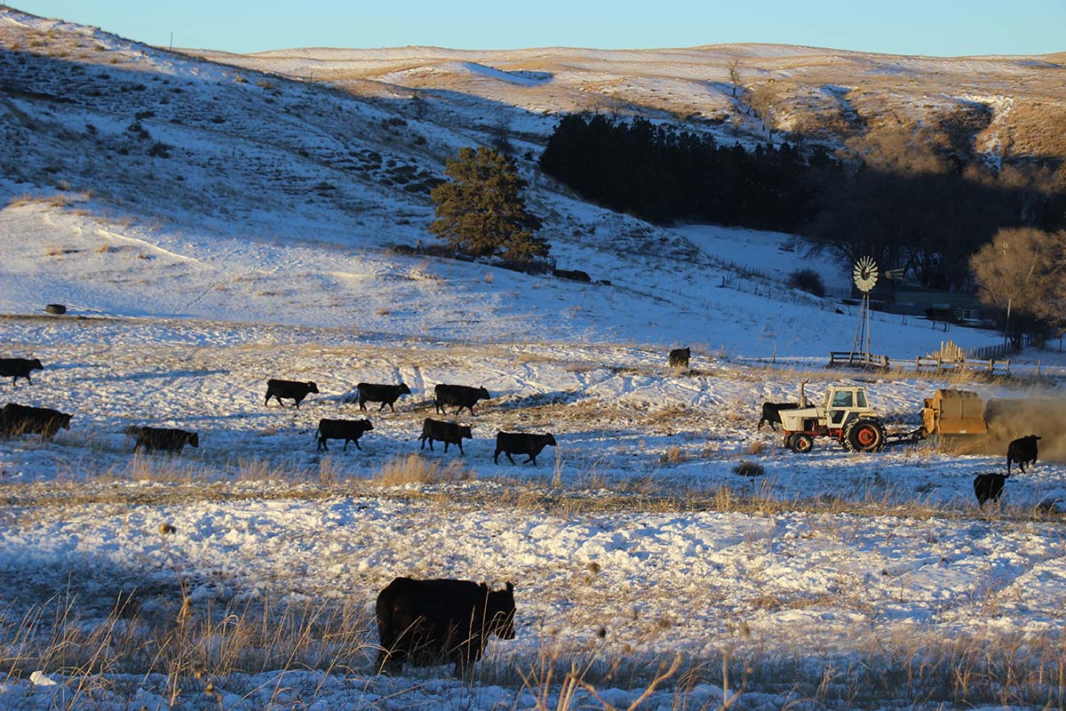 Feeding in the December twilight