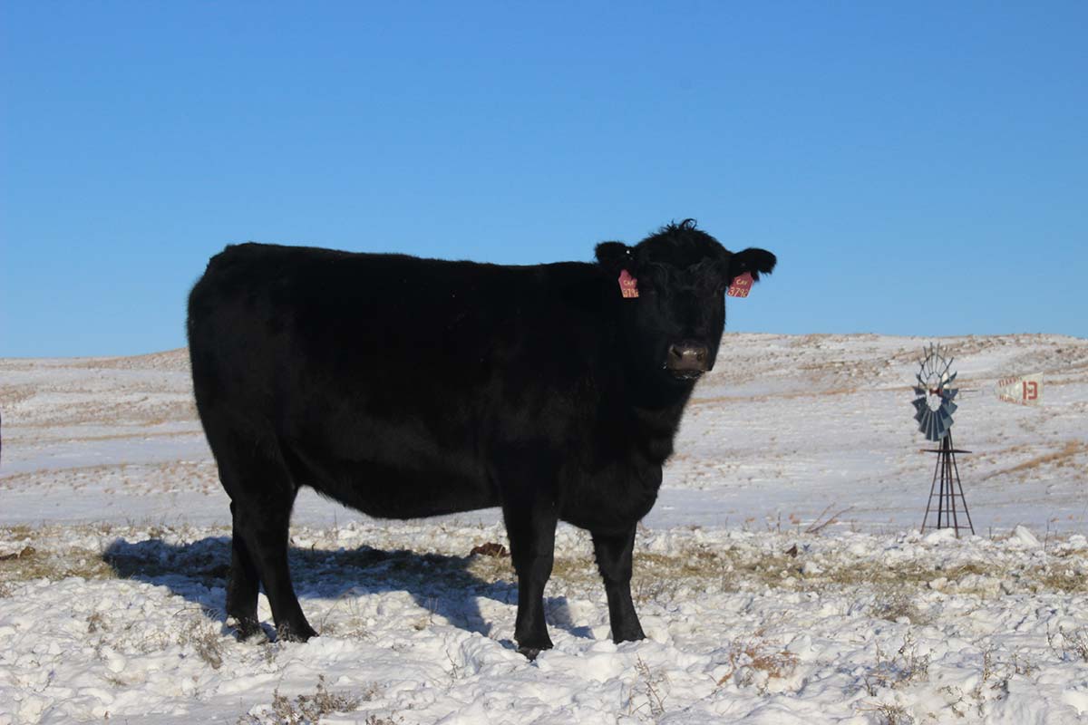 A three year old in December