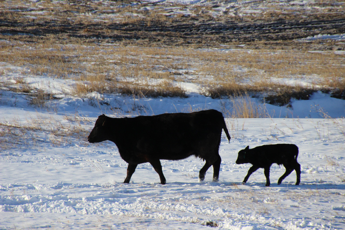 A pair leaving the lot in January