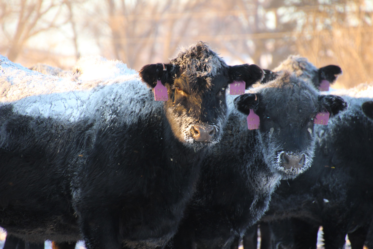 Heifers on a frosty January day