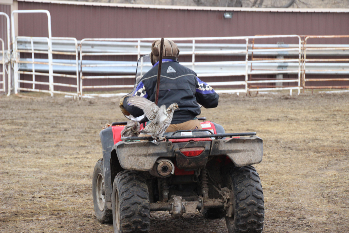 Herman catching a ride on Lorna's 4-wheelers