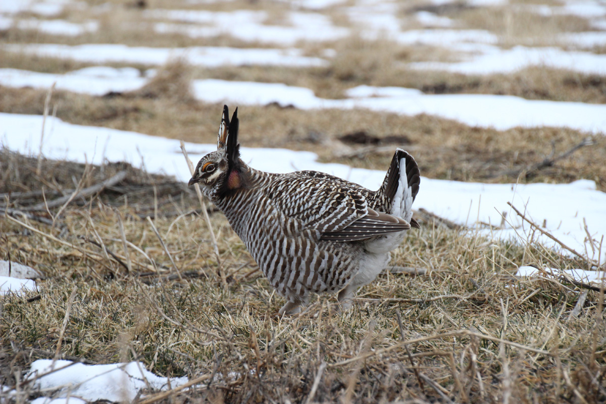 Herman making his February 2018 appearance