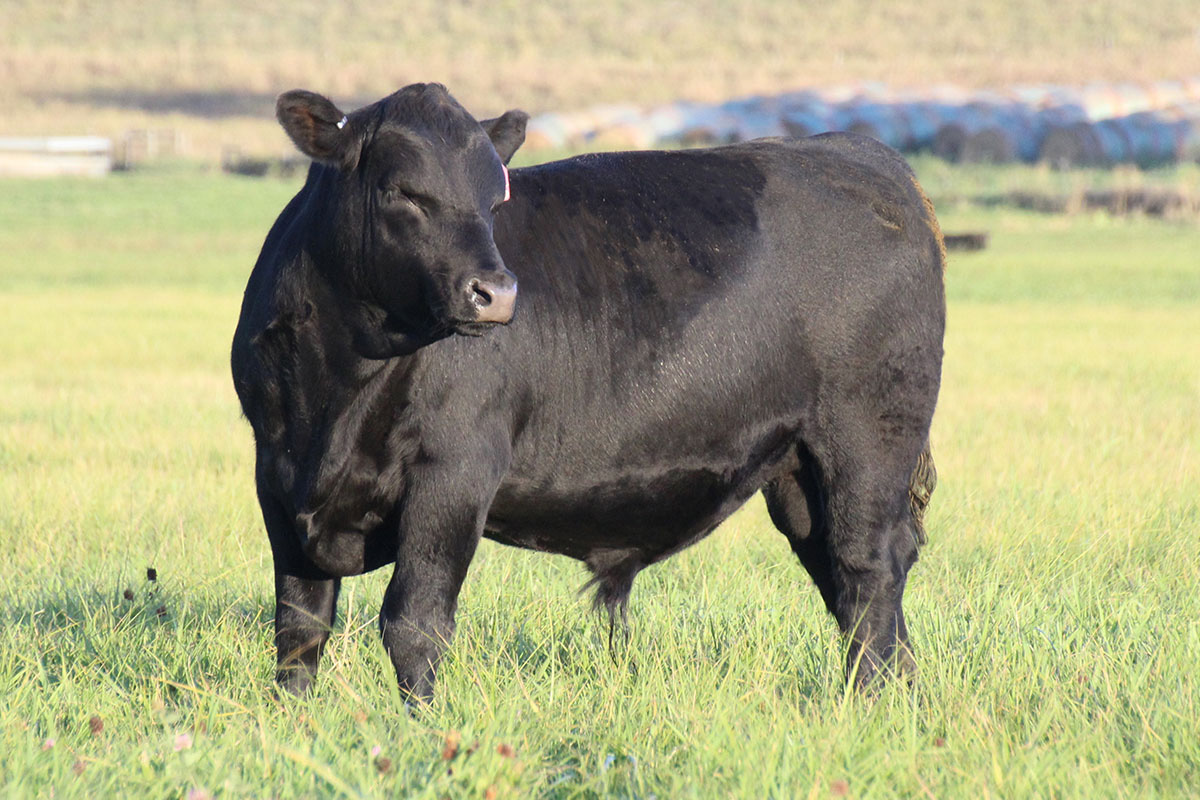 Spring bull calf in September
