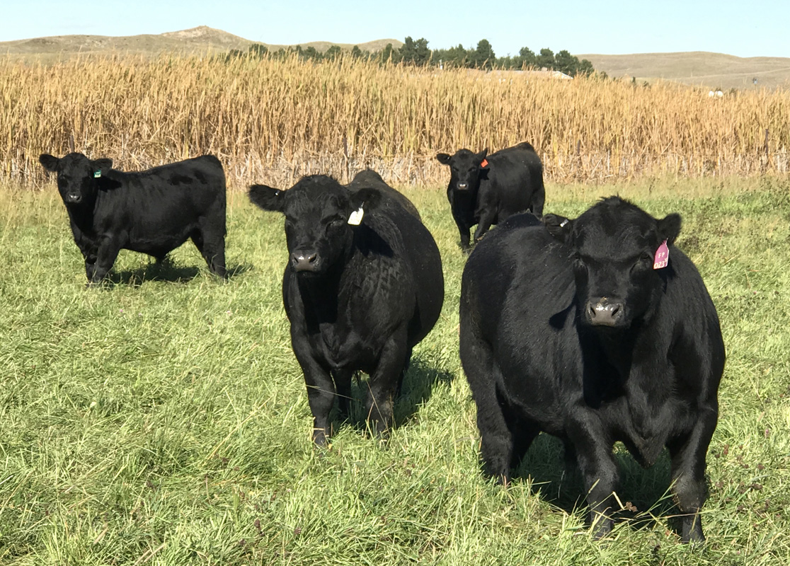 Spring bull calves in October