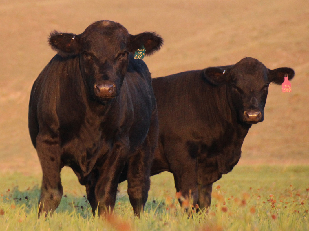 Spring bull calves in September