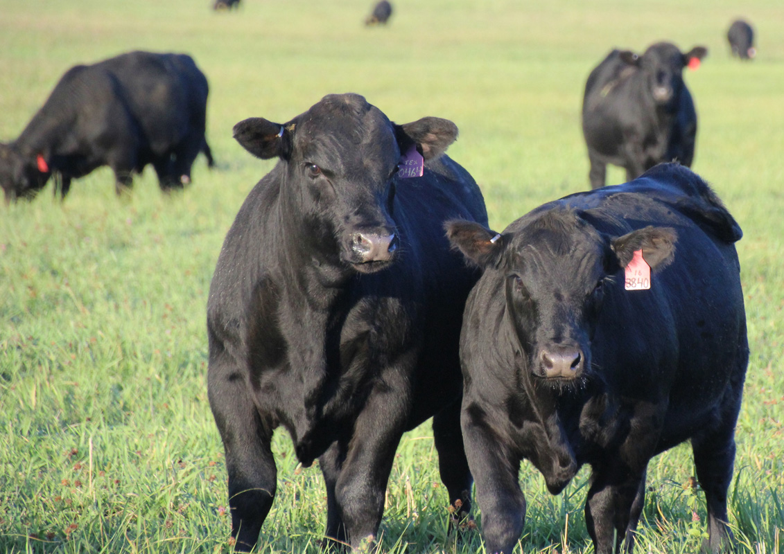Spring bull calves on the meadow in September