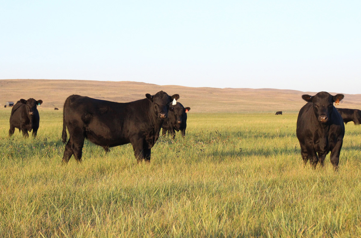 Spring bull calves turned out to graze in September
