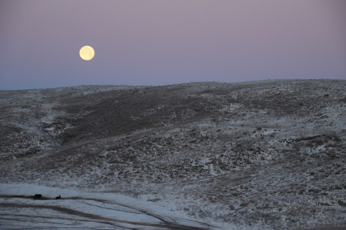 Super moon over the calving lot on a January morning