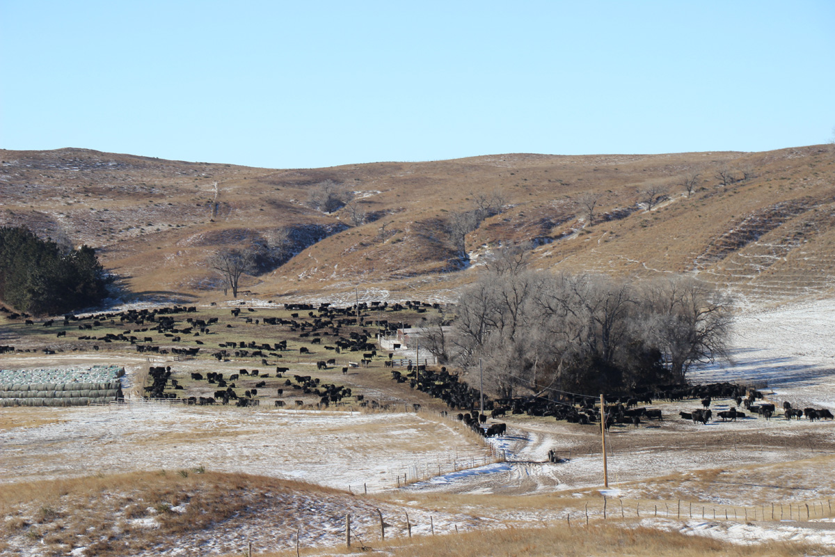 The calving lot in January