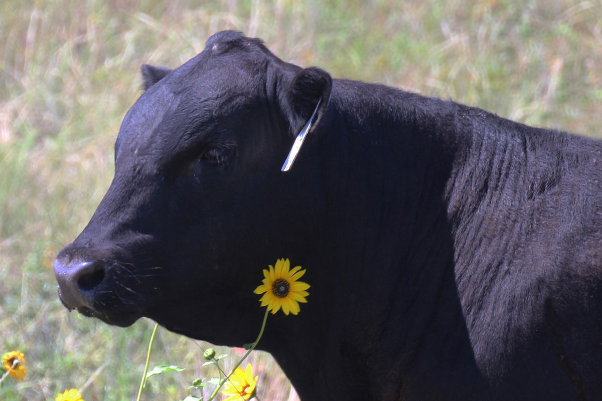 This fella adorned himself with sunflowers for his August photo