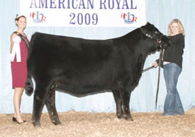 Reserve Junior Champion Heifer