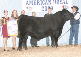 Grand Champion Bull