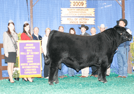 Grand Champion Bull