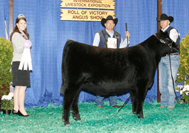 Reserve Winter Heifer Calf Champion