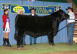 Intermediate Champion Bull EXAR Maximus 6687  