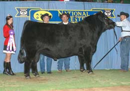 Senior Champion Bull EXAR Spartan 6225 