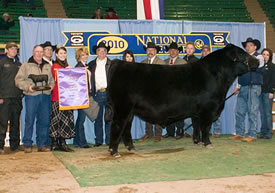 Grand Champion Bull