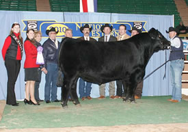 Grand Champion Angus Sale Bull