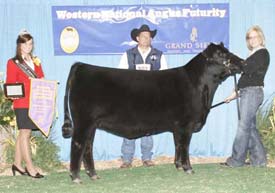 Reserve Early Junior Heifer Calf Champion