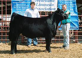 Reserve Grand Champion Owned Lim-Flex Female