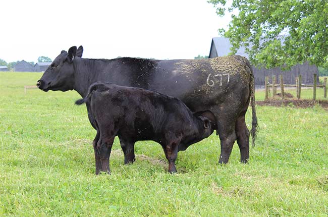 Calf Nursing