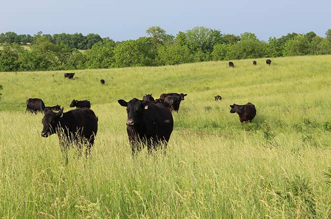 cows tall grass